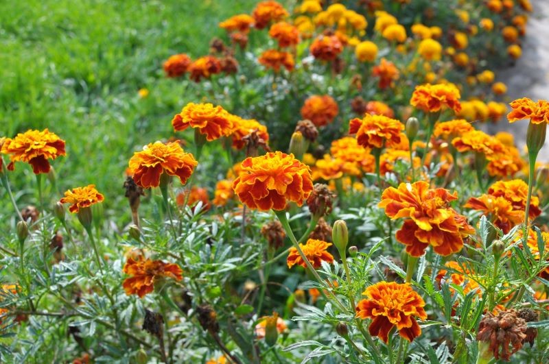 Aksamitki dobrze radzą sobie bez wody.