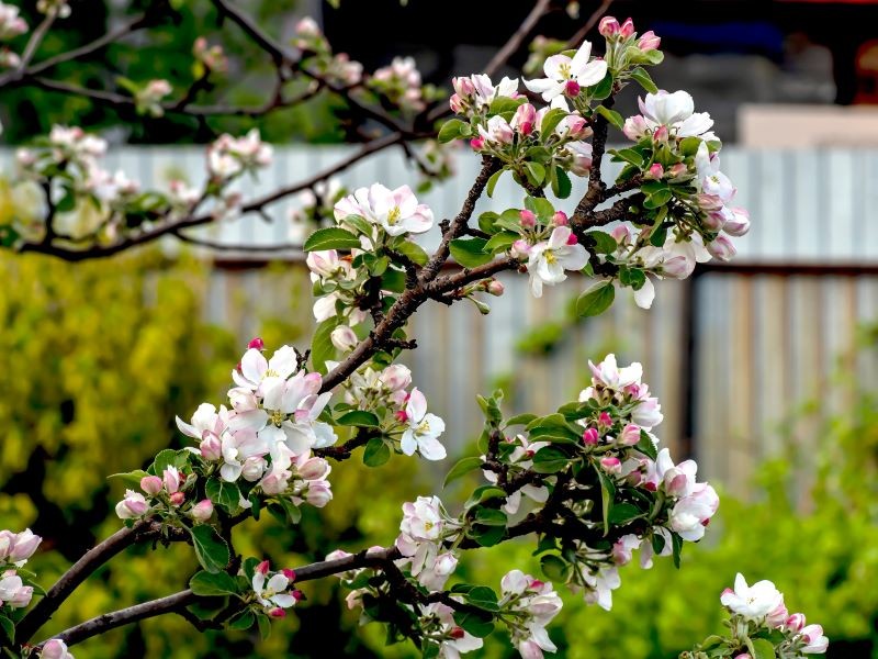 Wiosną przed mszycami trzeba chronić m.in. jabłonie.