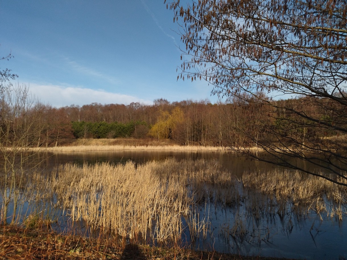 Dekoracje, Prawie wiosennna galeria..................... - ..............nad stawem.........