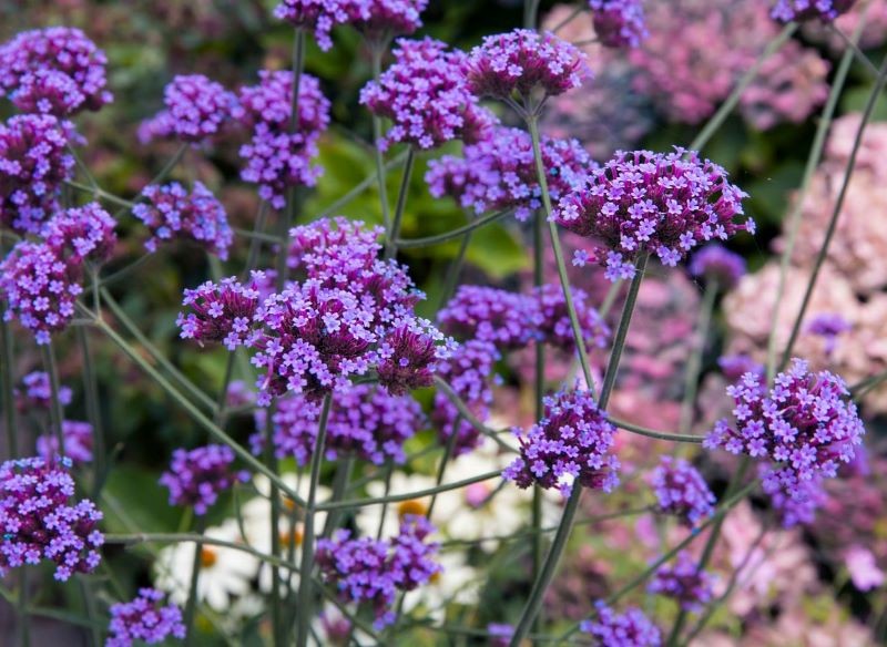 Werbena patagońska może osiągnąć nawet 1,5 m wysokości. 