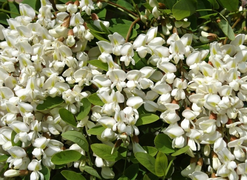 robinia akacjowa