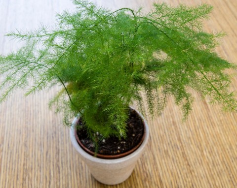 W PRL-u królowały w naszych domach. Piękne, wytrzymałe i niezwykle proste w uprawie