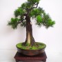 Dekoracje, Sztuczne drzewka bonsai (bonsai zokei) - Sztuczne drzewko bonsai - Bonsai Zokei
http://dragon.netgaleria.pl/sztuczne-bonsai,39.html