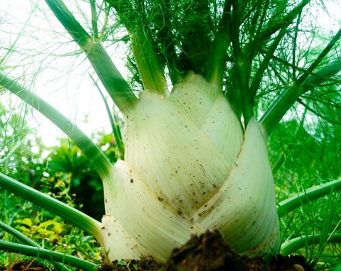 Fenkuł włoski (Foeniculum vulgare)