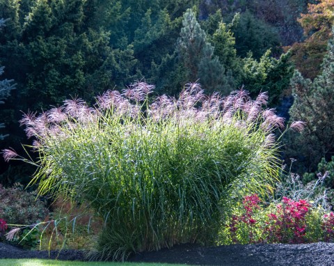 Miskant chiński (Miscanthus sinensis) „Ferner Osten”