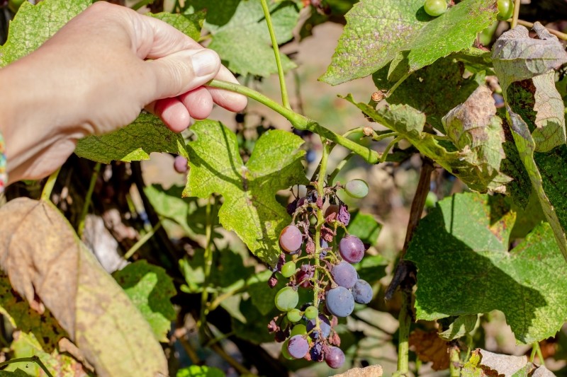 jak i kiedy pryskać winogrona