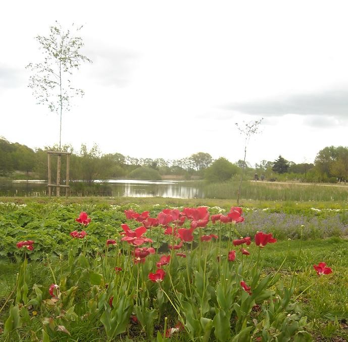 Pozostałe, Majowa.....galeria ze .......słodkościami...... - ...............i tulipany nad stawkami.................