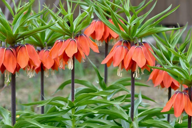 Korona cesarska jest jedną z roślin, którą krety wolą omijać szerokim łukiem.