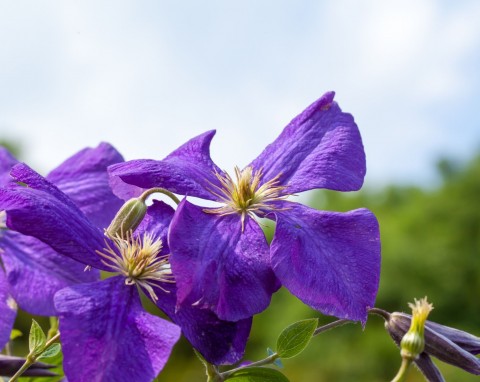 Powojnik (Clematis) „Floral Dance”