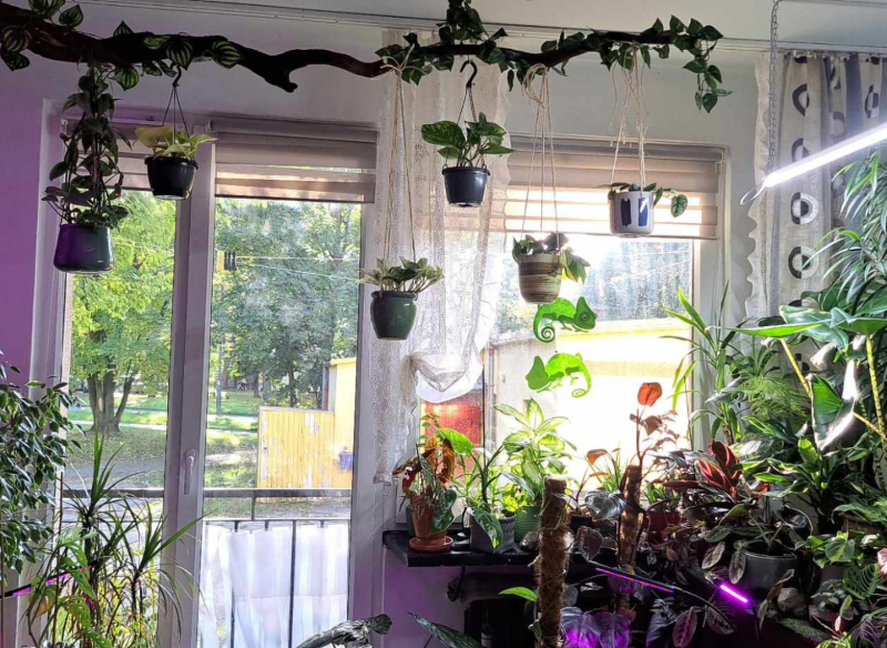 Właściciel imponującej kolekcji roślin zdradza, jak ważne są prewencyjne opryski.