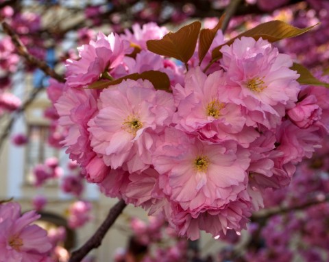 Migdałowiec trójklapowy (Prunus triloba)