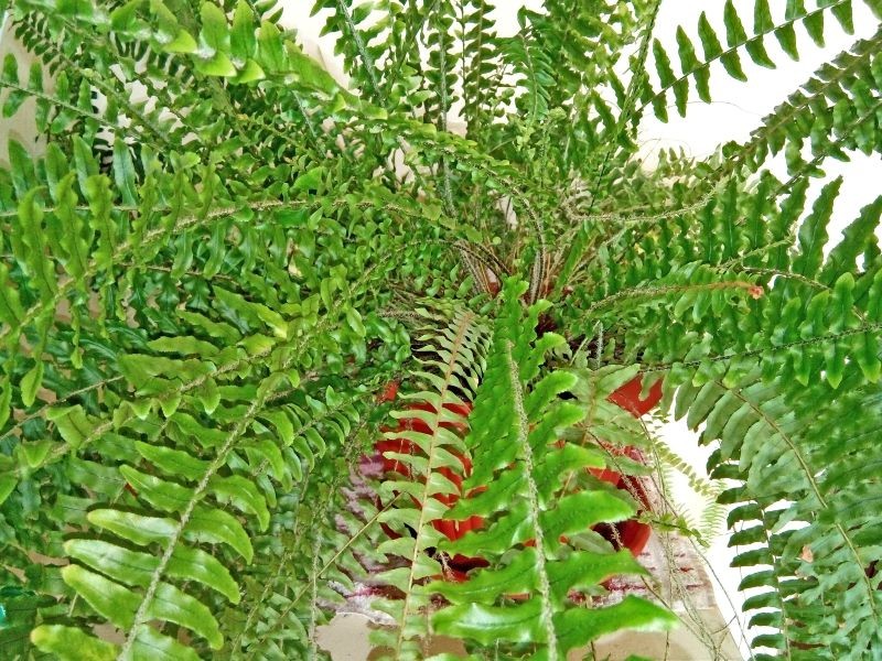 Zwłaszcza zimą w uprawie paprotki warto stosować keramzyt.