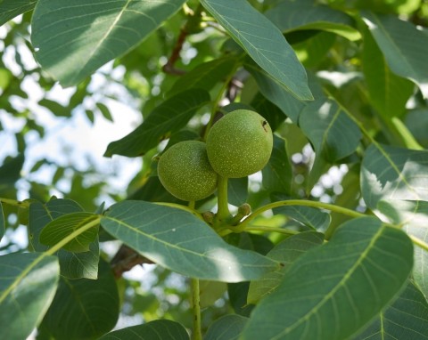 Orzech włoski (Juglans regia)