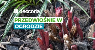 Przedwiośnie w ogrodzie