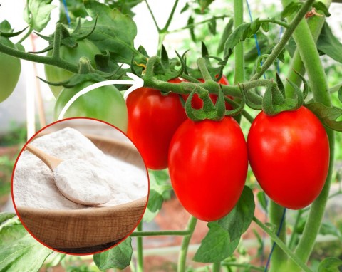 Octan wapnia na pomidory – najlepszy naturalny oprysk i ochrona przed chorobami
