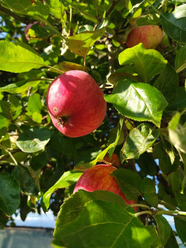 Rośliny, Jeszcze sierpniowa...........wciąż letnia galeria.......... - Lato powoli się kończy................słonka coraz mniej ..................w ogrodzie hortensje wybarwiają się na różowo ....................dojrzałe owoce kuszą .....................borówka już w słoikach ..............idzie jesień ................