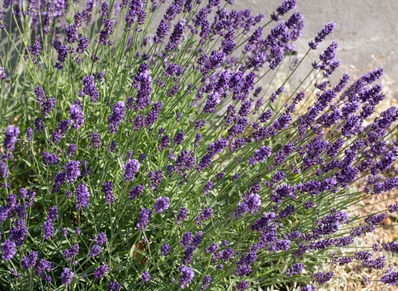 naturalne nawozy do lawendy