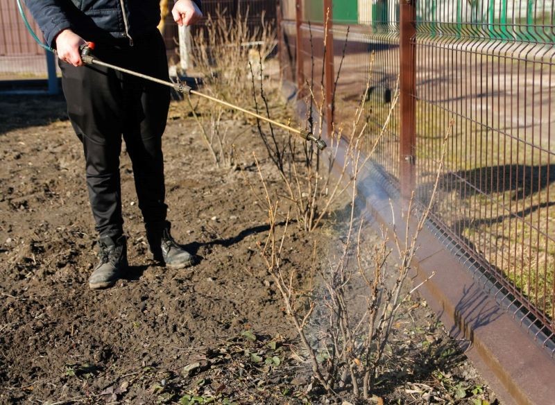 Termin oprysku dobieramy pod kątem fazy rozwoju rośliny.