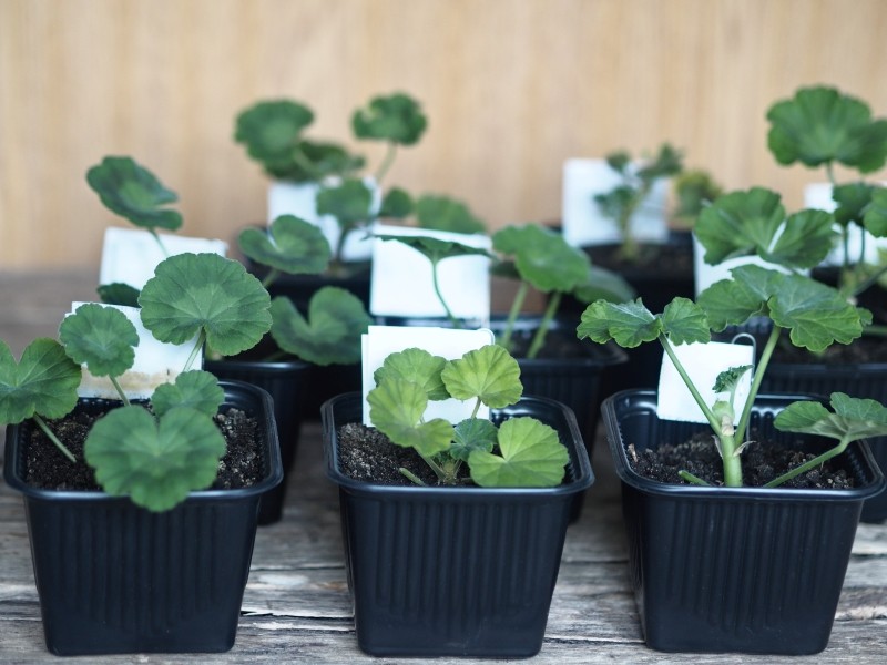 uprawa pelargonii z nasion