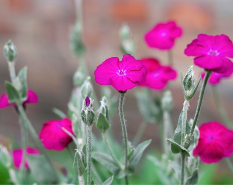 Firletka kwiecista (Silene coronaria)