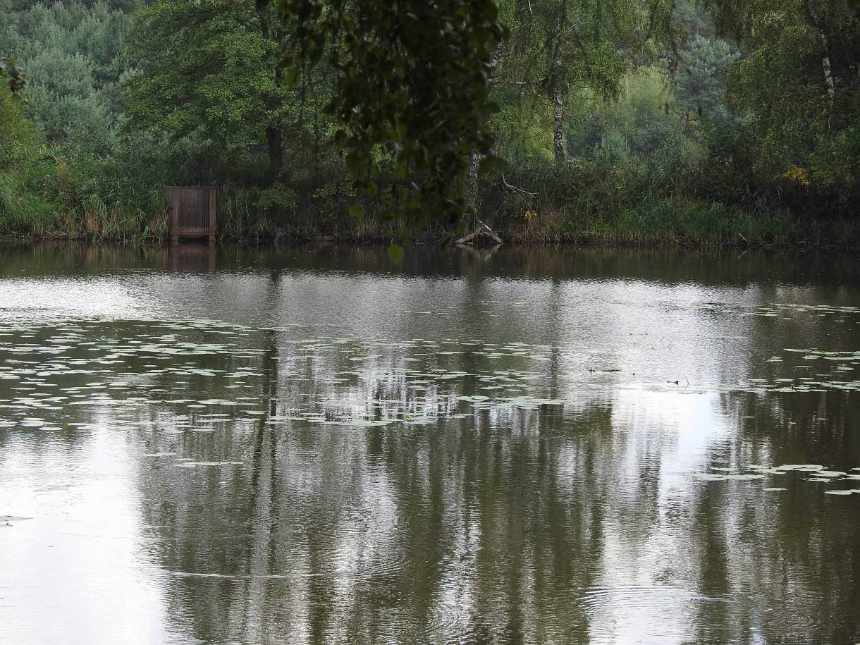 Leśne klimaty, ZWYKŁE I NIEZWYKŁE