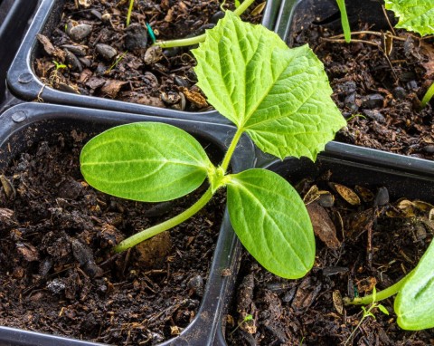Najlepsza ziemia do rozsad. Ogórki, pomidory i papryka rosną w niej bardzo dobrze