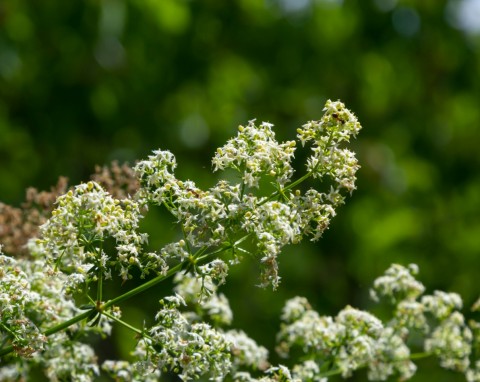 Przytulia pospolita (Galium mollugo)