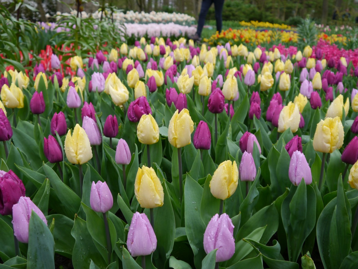 Pozostałe, Keukenhof