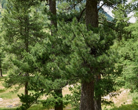 Sosna limba (Pinus cembra)