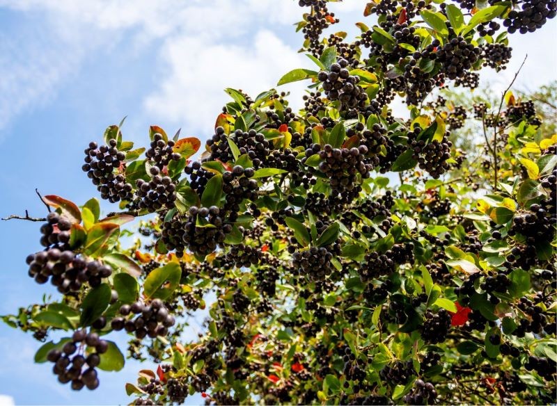 pełna owoców aronia