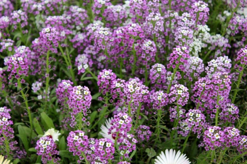 Smagliczka nadmorska uwodzi miodowym zapachem.