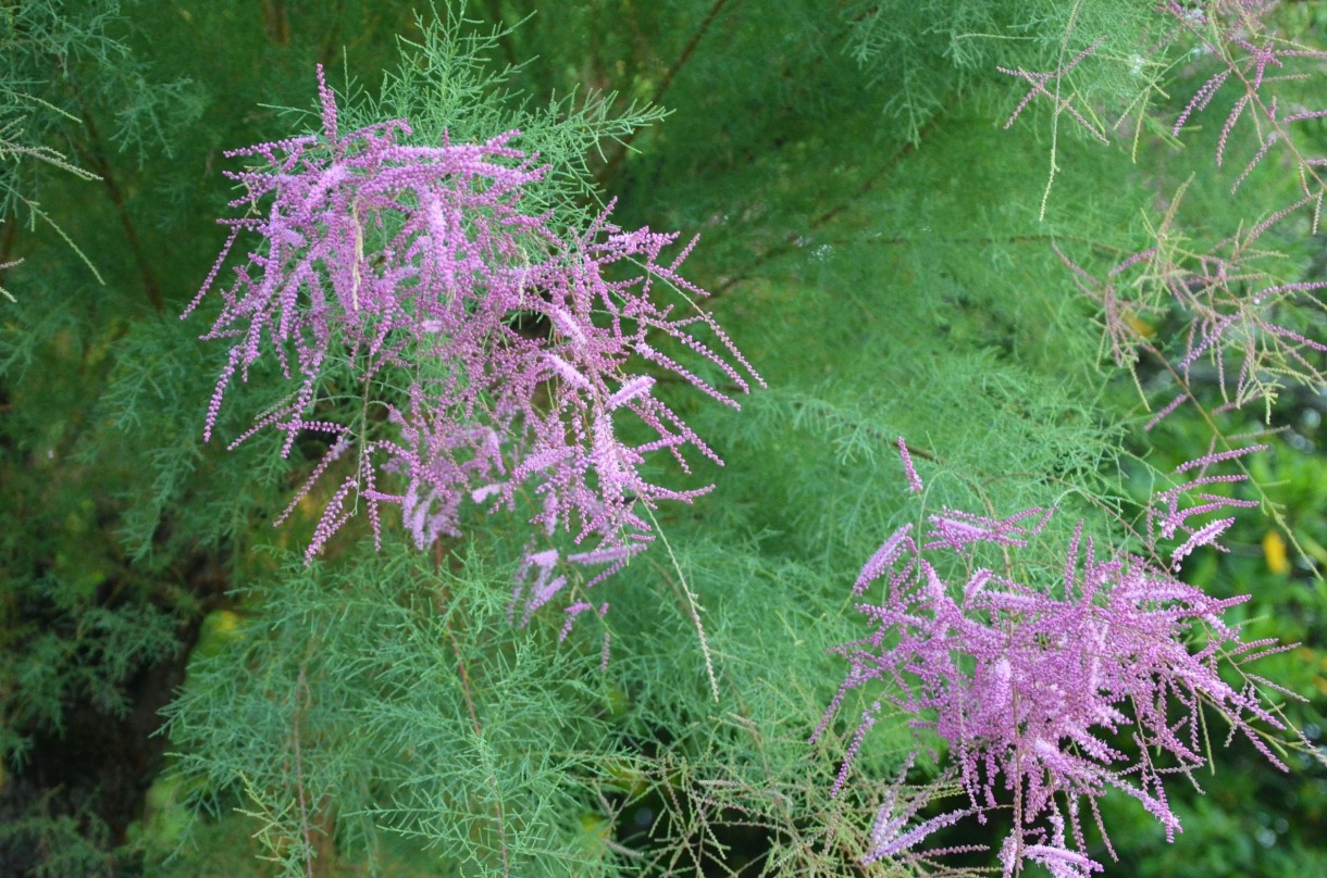 Pozostałe, TOP10 Kwitnących krzewów ogrodowych - TAMARYSZEK Tamarix sp. 