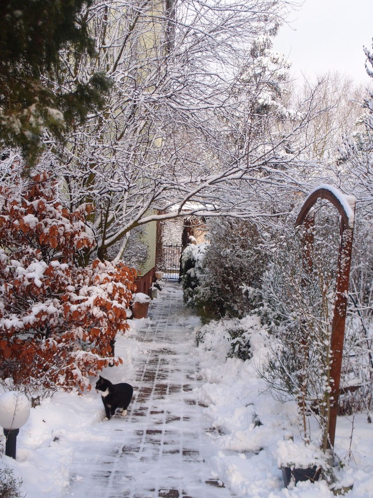 Rośliny, Piękna  zima - nareszcie odśnieżone