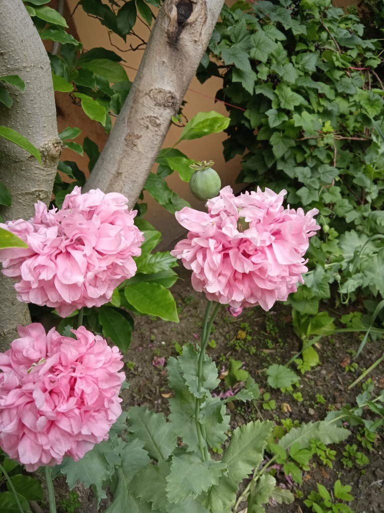 Rośliny, NA MAKOWEJ RABACIE