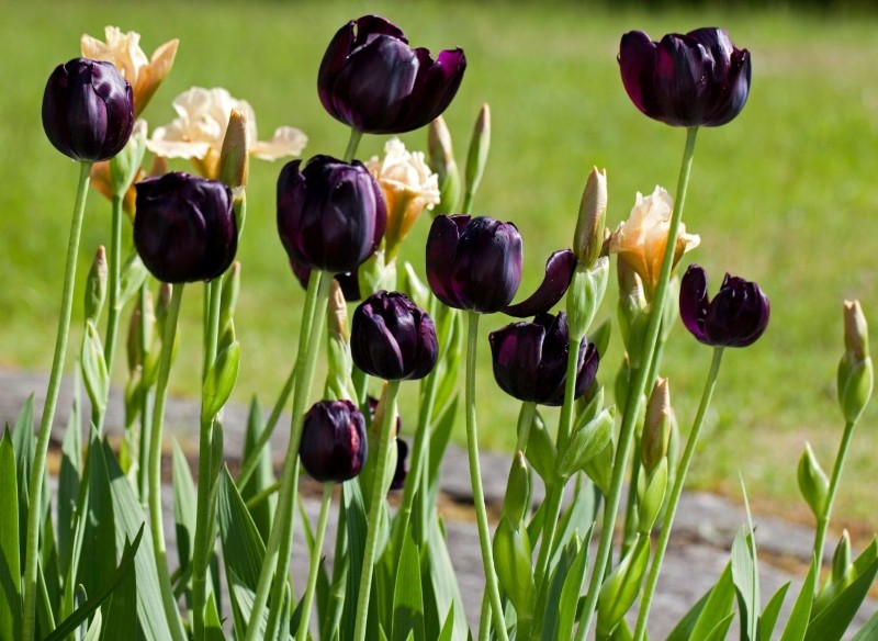 tulipany, które powtarzają kwitnienie