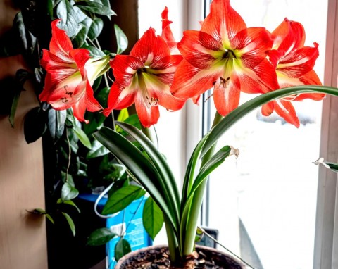 Pielęgnacja amarylisa w zimie. Zastosuj 3 rady i będzie kwitł olśniewająco