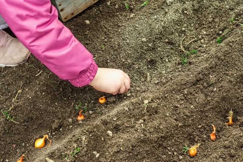 jesienne sadzenie cebuli