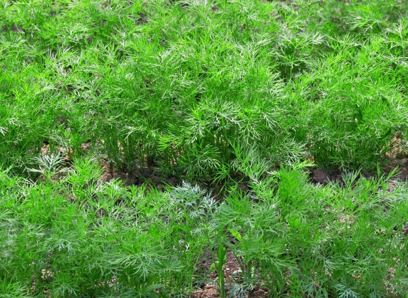 Koper ogrodowy siejemy w rzędach lub rzutowo.