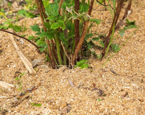 Ściółkowanie ogrodu trocinami. Ten rodzaj trocin może zaszkodzić glebie i roślinom
