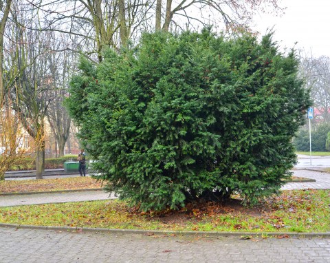 Cis pośredni (Taxus × media)