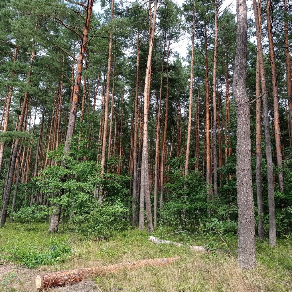 Rośliny, Leśne zacisze