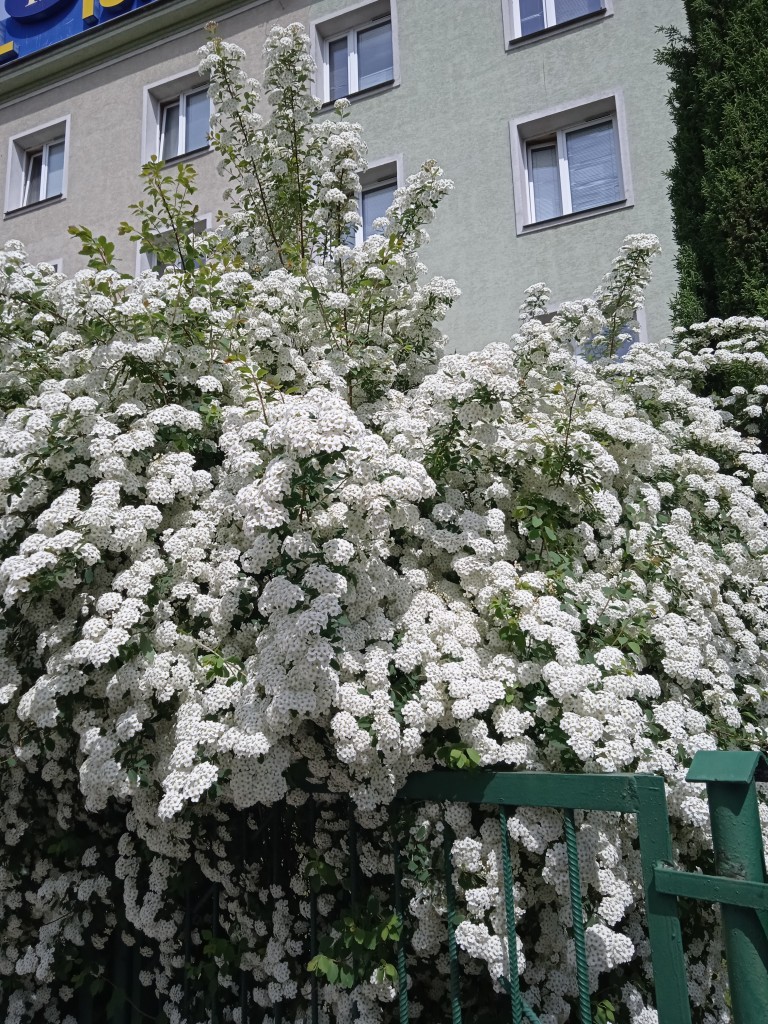 Rośliny, MAJ PEŁEN KWIECIA