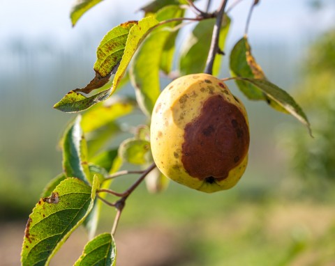 Te choroby najczęściej atakują drzewa owocowe. Jak je rozpoznać i zwalczyć?