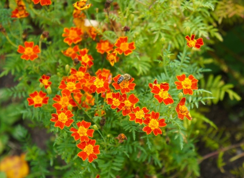 aksamitka wąskolistna