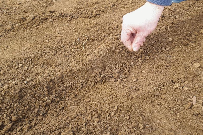 W 2. roku po oborniku możemy siać m.in. marchew.