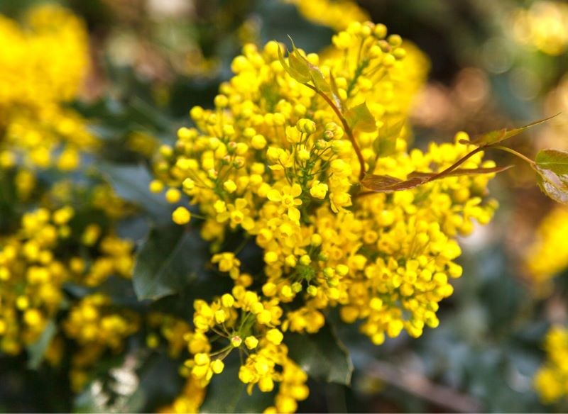 mahoberberys