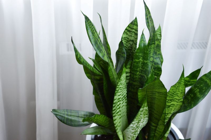 Latem nie powinniśmy narażać sansewierii na bezpośrednie działanie promieni słonecznych.