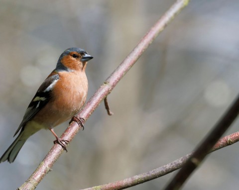 Ten ładny kuzyn wróbla pięknie śpiewa, ale nie przepada za karmnikiem. Zostaw w ogrodzie, przyleci ich dużo więcej