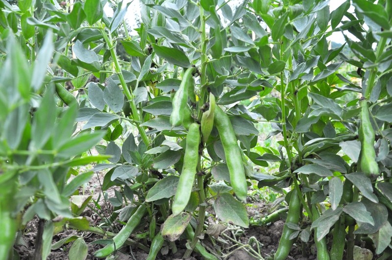 najlepsze odmiany bobu