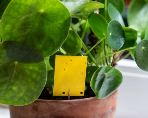 Mało znany sposób na ziemiórki. Wbij kilka do doniczki, muszki przestaną latać